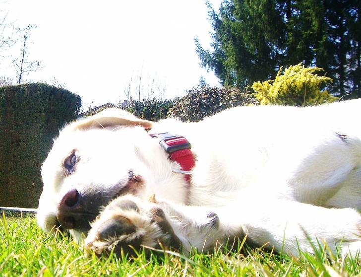 Mimo - Labrador Retriever Mâle (12 ans)
