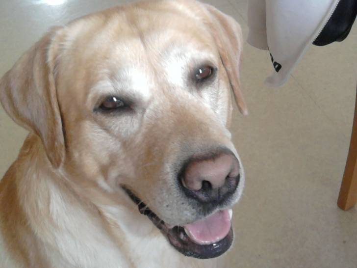 alixou - Labrador Retriever Mâle (5 ans)