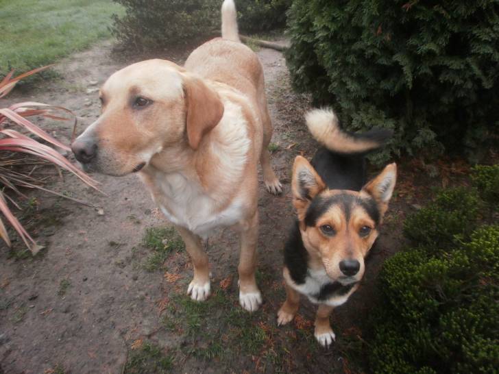 Mes 2 chiens - Labrador Retriever Mâle (4 ans)