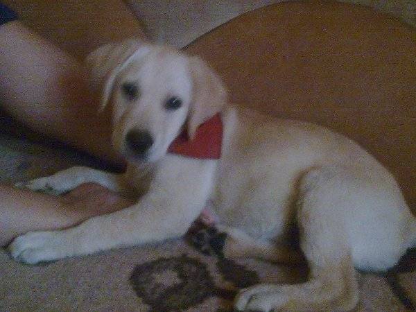 Pongo - Labrador Retriever Mâle (3 mois)