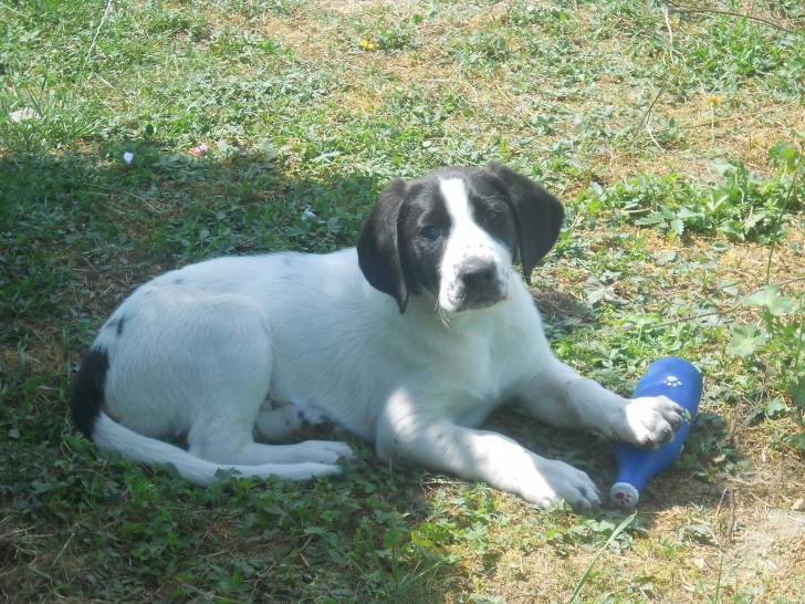 Pimouf - Labrador Retriever Mâle (6 ans)