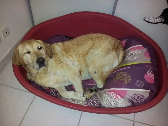 Astuce - Labrador Retriever (4 ans)