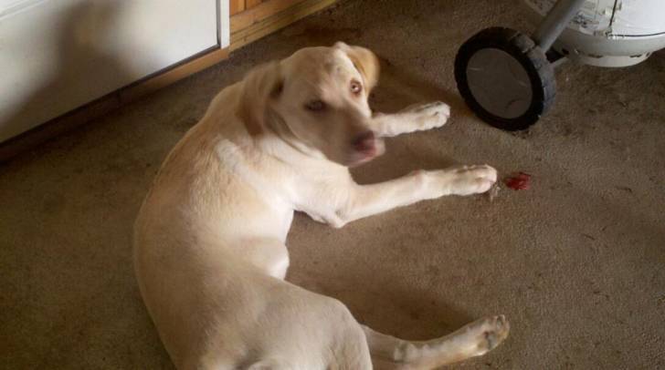 Daisy - Labrador Retriever (7 mois)