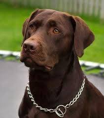 My dog Luther - Labrador Retriever Mâle (2 ans)