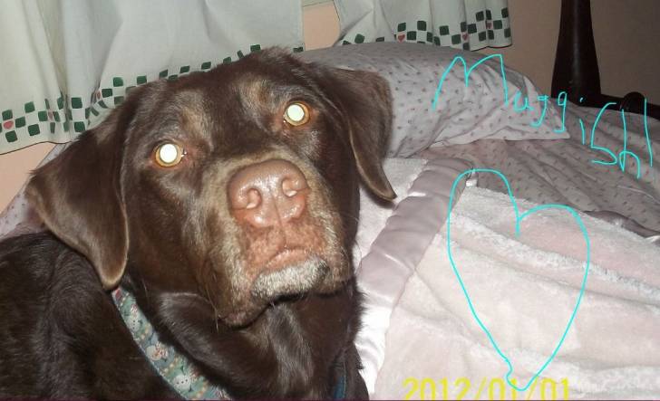 Maggie Mae - Labrador Retriever (2 ans)