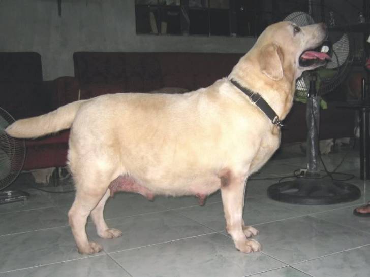 Katie - Labrador Retriever (1 an)