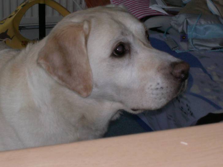 charlie - Labrador Retriever (10 ans)