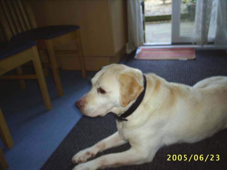 charlie - Labrador Retriever Mâle (10 ans)