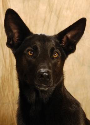 doggy - Labrador Retriever Mâle (1 an)