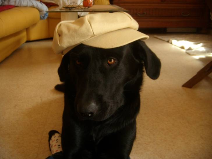 charly - Labrador Retriever Mâle (3 ans)