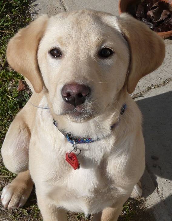 Darling - Labrador Retriever (3 ans)