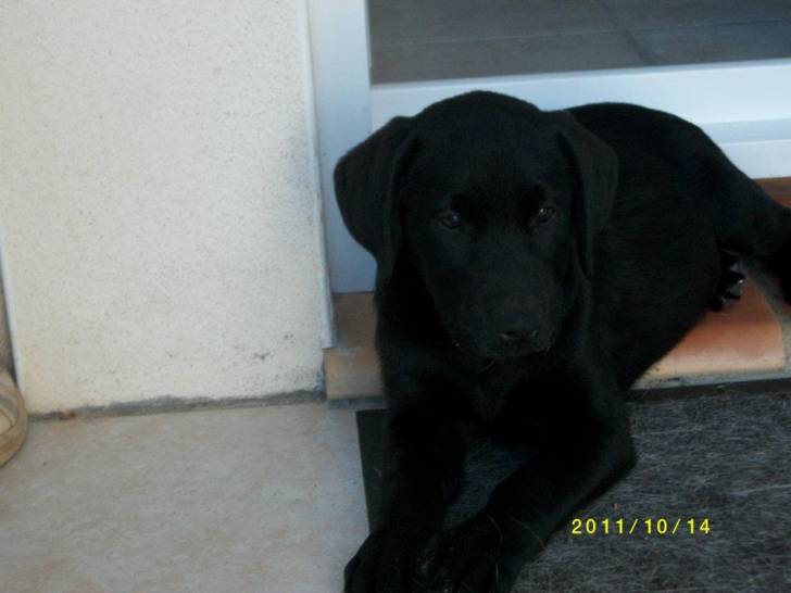 Gaya - Labrador Retriever (7 mois)