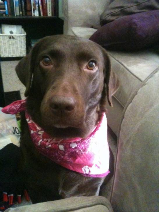 Meaka - Labrador Retriever (5 ans)