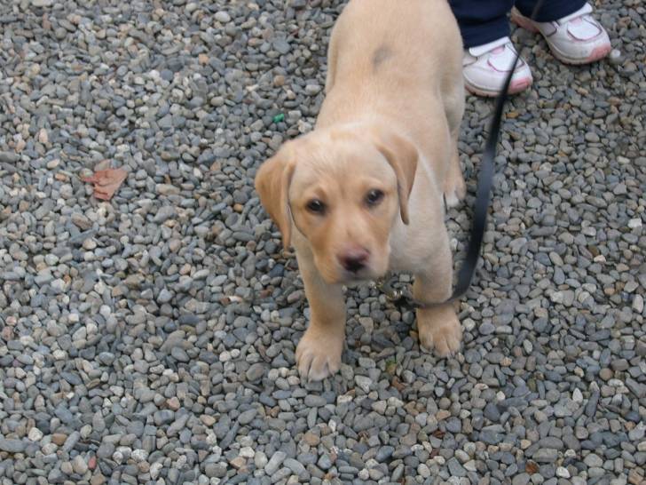 uta - Labrador Retriever (6 ans)