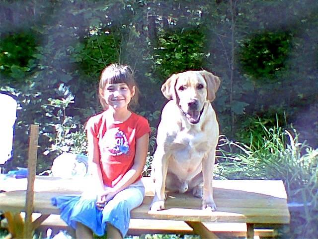 hunter - Labrador Retriever Mâle (10 ans)