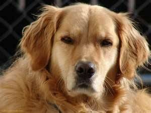 magic - Labrador Retriever (3 ans)