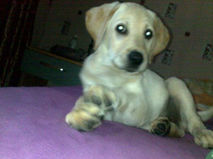 Tayson - Labrador Retriever Mâle (2 mois)