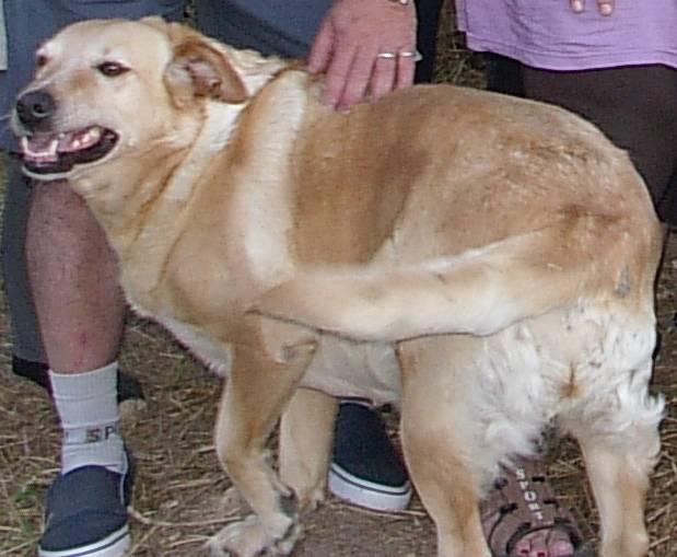 ULGA ( Labrador croisée Setter) - Labrador Retriever (6 ans)