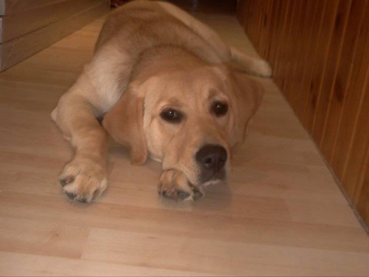 Mädchen - Labrador Retriever (1 an)