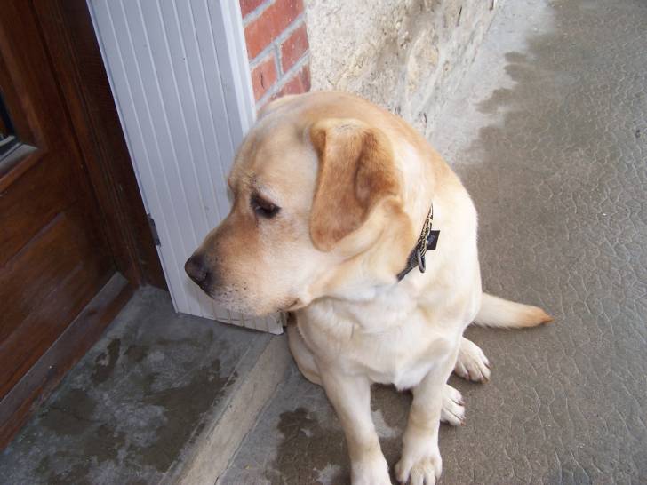 rambo - Labrador Retriever Mâle (9 ans)