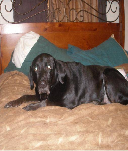 Skip - Labrador Retriever Mâle (12 ans)