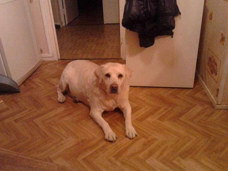 Tina - Labrador Retriever (9 ans)