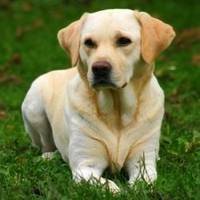 Cake laying out side. - Labrador Retriever (2 ans)