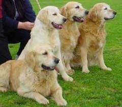 Cake With her friends at the dog park. - Labrador Retriever (4 ans)