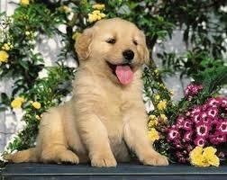 Cake Yanning - Labrador Retriever (2 mois)