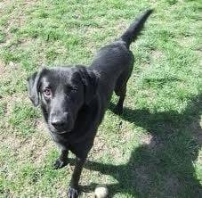 Sweetie getting a treat - Labrador Retriever (2 ans)