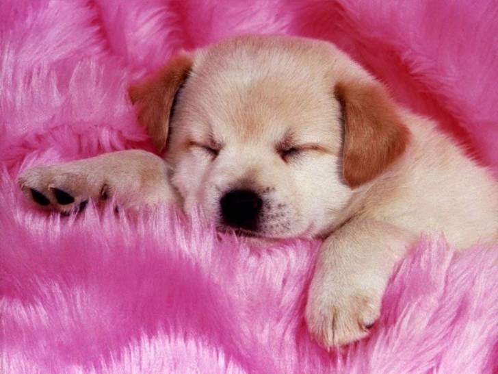 Mya - Labrador Retriever (4 mois)