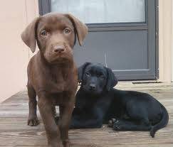 Sweetie and May May puppy at may May house - Labrador Retriever (4 mois)