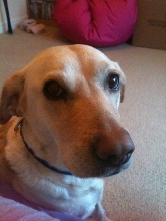 Simba - Labrador Retriever (5 ans)