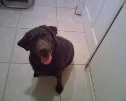 May May - Labrador Retriever Mâle (2 ans)