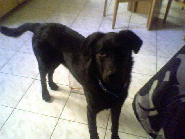 domino - Labrador Retriever Mâle (9 mois)