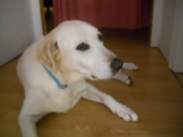 Lucy - Labrador Retriever (7 ans)