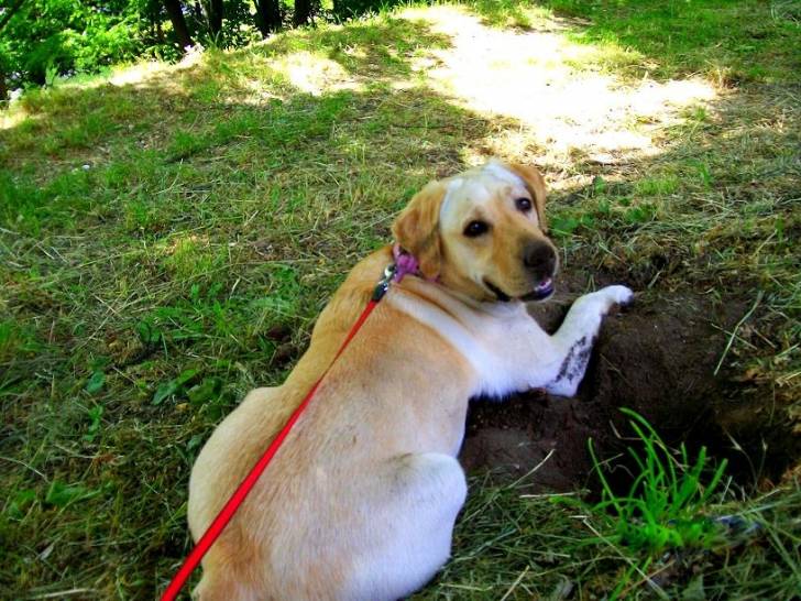 Lara - Labrador Retriever (5 ans)
