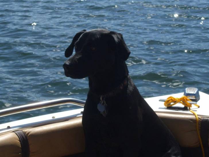 moxie - Labrador Retriever (4 ans)