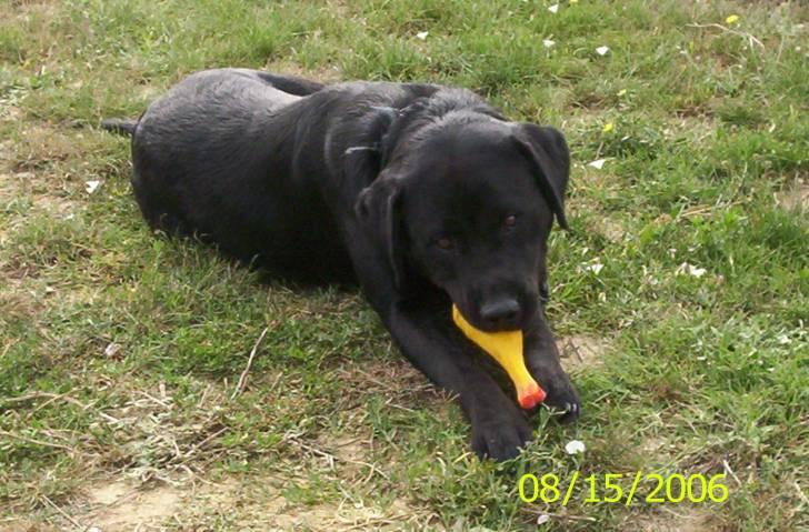 Phiby - Labrador Retriever (5 ans)