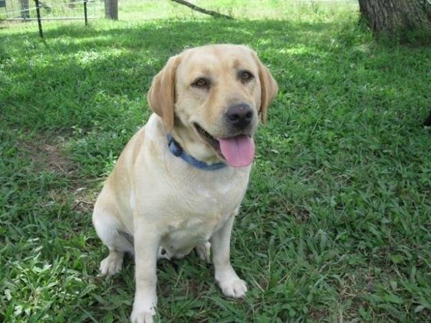 cougar - Labrador Retriever (3 ans)