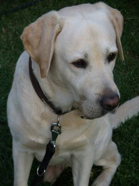 Philou - Labrador Retriever (9 ans)
