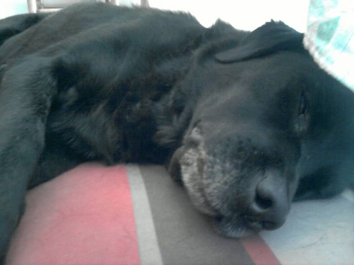 Laska - Labrador Retriever