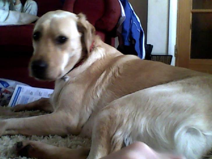 My dog! - Labrador Retriever Mâle (2 ans)