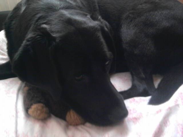 Layla - Labrador Retriever (5 ans)