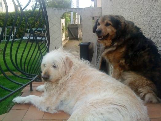 Oural et Walli - Labrador Retriever
