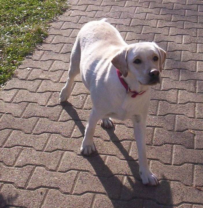 Babel - Labrador Retriever (2 ans)