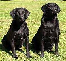 Steeler and Sissy - Labrador Retriever (2 ans)