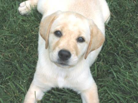 Buster - Labrador Retriever Mâle (1 mois)