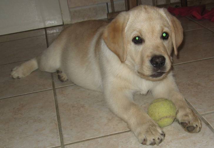 gallia - Labrador Retriever (6 mois)