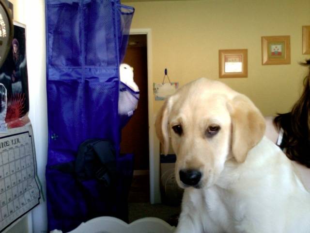 Sandy - Labrador Retriever (1 an)